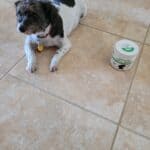 Upload 1 photo of your dog/s with a jar of our soft chews within the photo: 20210427_092310.jpg