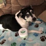 Upload 1 photo of your dog/s with a jar of our soft chews within the photo: 584DB8ED-76C1-4237-A776-B990A70FF588.jpeg
