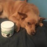 Upload 1 photo of your dog/s with a jar of our soft chews within the photo: 4707975C-6DD1-44CE-8F00-6E8537044627.jpeg